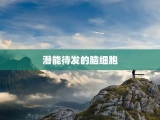 潜能待发的脑细胞