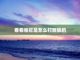 看看骆驼是怎么打败狼的