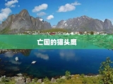 亡国的猫头鹰
