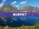 蒲公英开花了