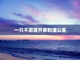 一只不愿离开家的蒲公英