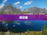 爱如猫