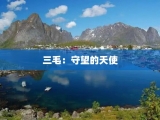 三毛：守望的天使