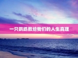 一只鹦鹉教给我们的人生真理