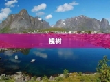 槐树