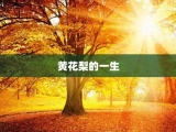 黄花梨的一生