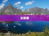 长颈鹿