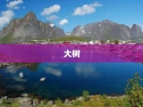 大树