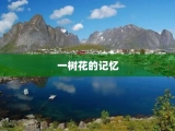 一树花的记忆