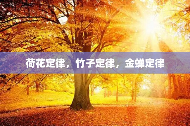 荷花定律,竹子定律,金蝉定律
