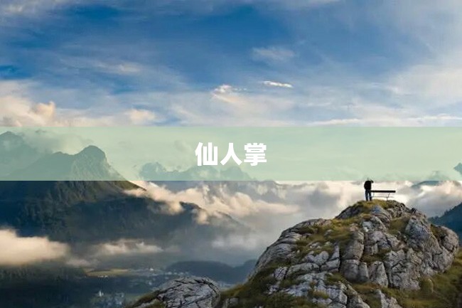 仙人掌