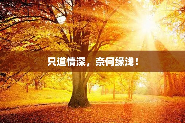 只道情深,奈何缘浅!