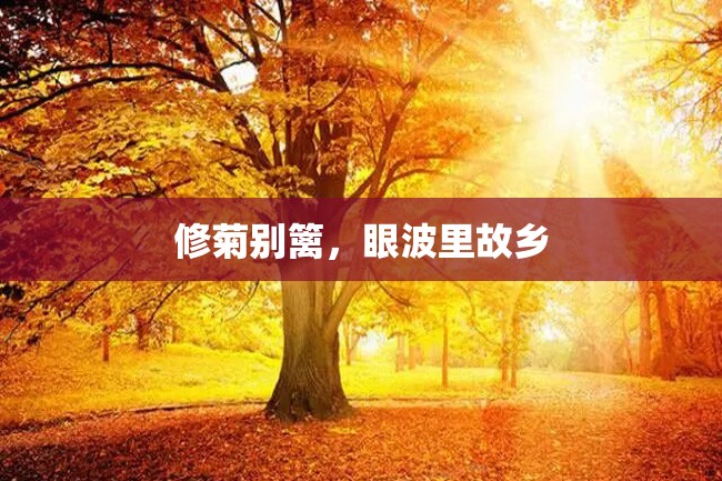 修菊别篱,眼波里故乡