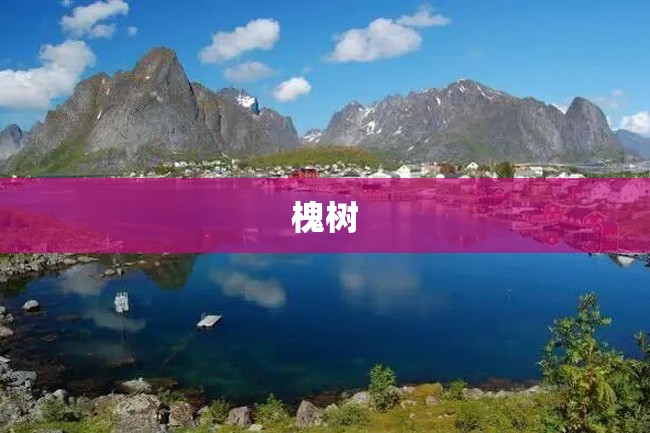 槐树