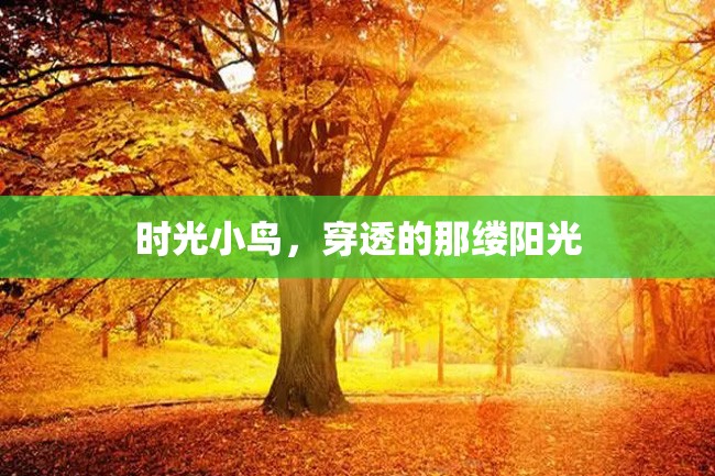 时光小鸟,穿透的那缕阳光