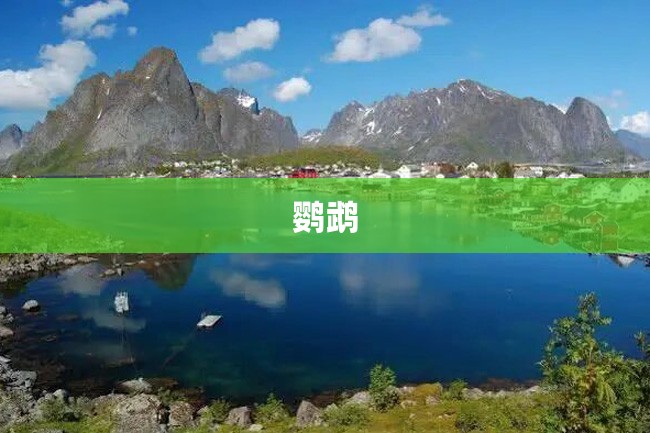 鹦鹉