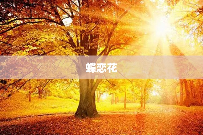 蝶恋花