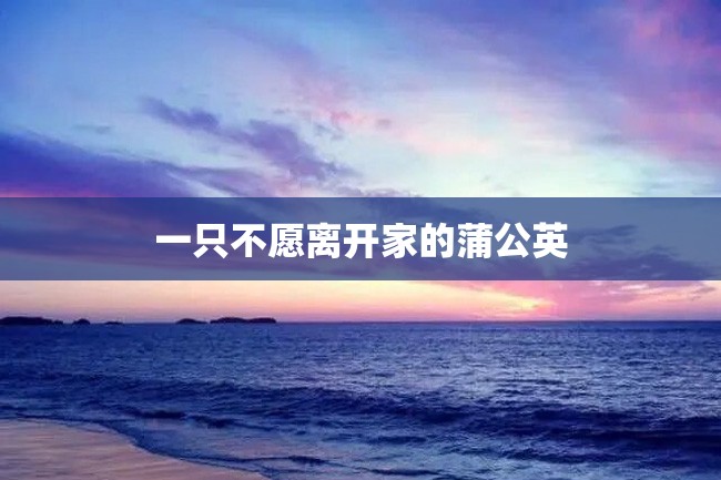 一只不愿离开家的蒲公英