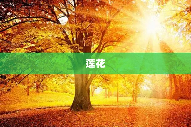莲花