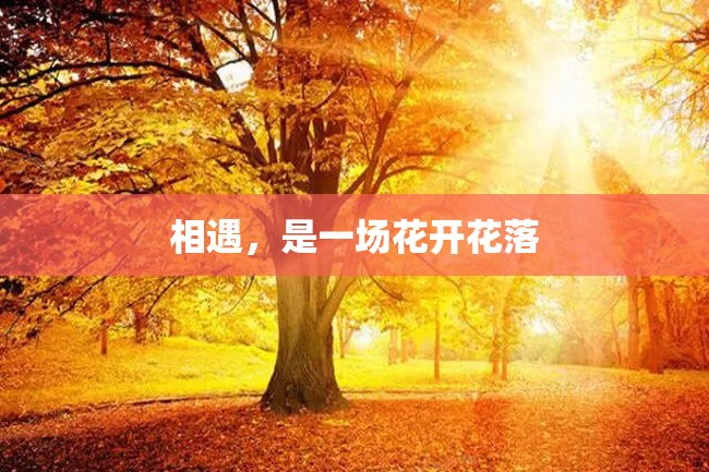 相遇,是一场花开花落