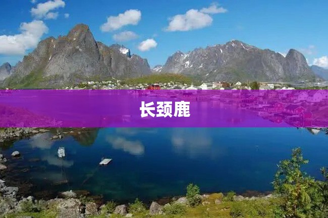 长颈鹿