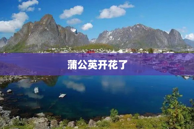 蒲公英开花了