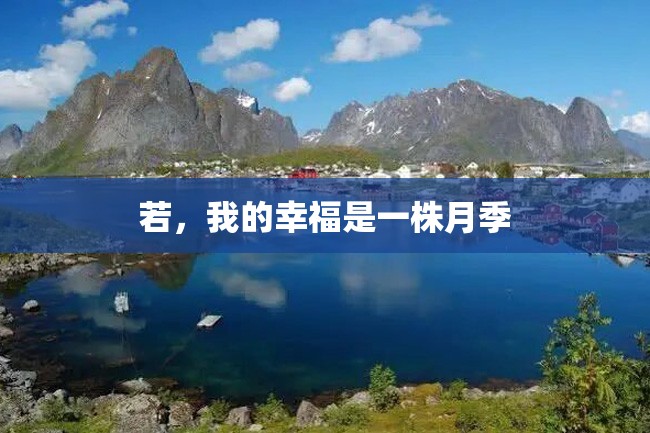 若,我的幸福是一株月季