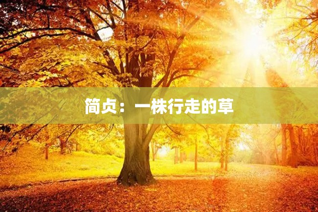 简贞:一株行走的草