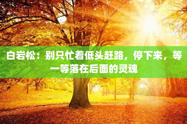 白岩松:别只忙着低头赶路,停下来,等一等落在后面的灵魂