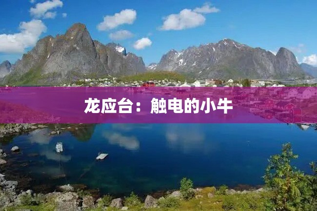 龙应台:触电的小牛